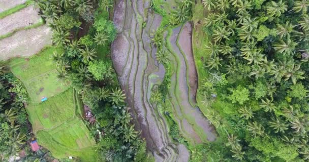 Cima Para Baixo Tiro Aéreo Sobre Floresta Campos Arroz Bali — Vídeo de Stock