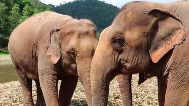 Two Elephants Eating Next Each Other River Slow Motion — Stock Video