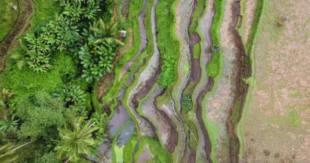 Flyover Aéreo Cima Para Baixo Dos Terraços Arroz Bali — Vídeo de Stock