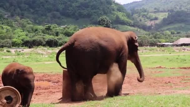 Éléphant Adulte Jetant Saleté Sur Lui Même Ralenti — Video