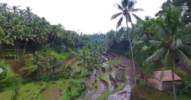 Imágenes Aéreas Través Selva Revelando Las Terrazas Arroz Ubud Bali — Vídeo de stock
