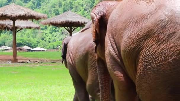 Olifanten Volgen Elkaar Door Een Grasveld Naar Hutten Slow Motion — Stockvideo