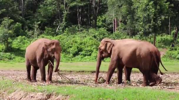 Deux Éléphants Mangent Pendant Ils Regardent Dans Champ Ralenti — Video