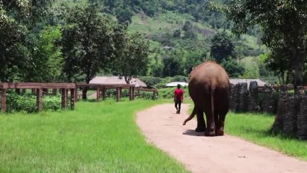 Elefante Caminhando Câmera Lenta Por Caminho Seguindo Seu Treinador — Vídeo de Stock