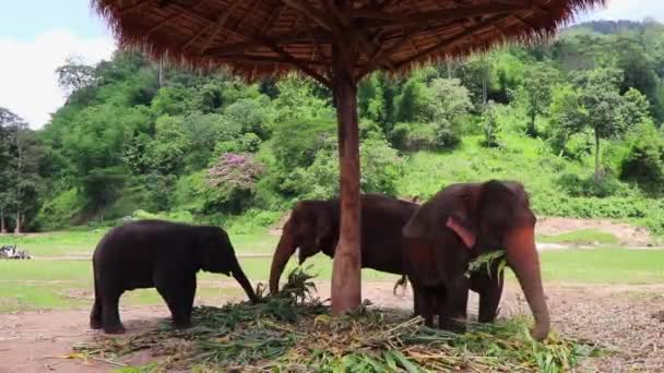 Rodina Slonů Dává Spolu Odpolední Svačinku — Stock video