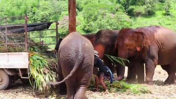 大象慢吞吞地吃着他们的绿色蔬菜 因为它被拖出了拖车 — 图库视频影像