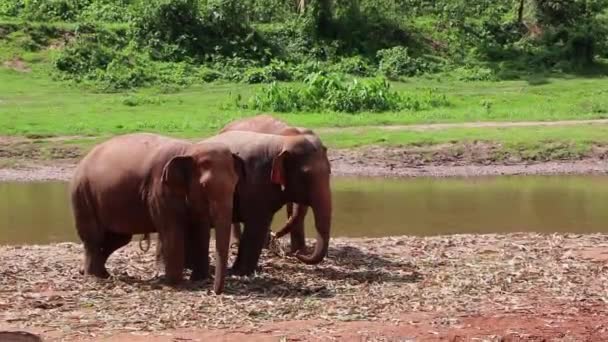 Elefantes Comiendo Lado Río Lado Del Otro — Vídeo de stock