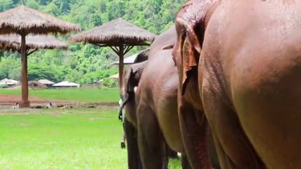 Słonie Podążające Sobą Przez Trawiaste Pole Kierunku Niektórych Chatek — Wideo stockowe