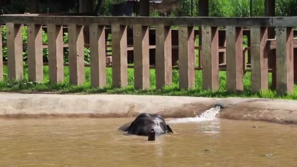 Elefánt Játszik Egy Medencében Egy Kerítéssel Mögötte — Stock videók