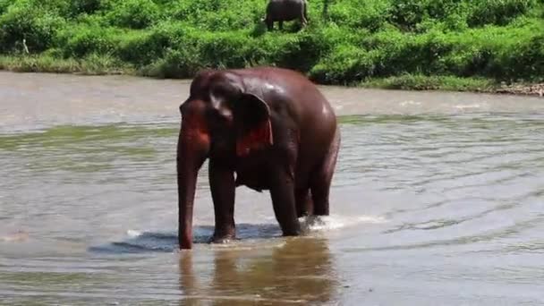 Слон Идет Реке — стоковое видео