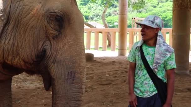 Elefante Grande Con Entrenador Empujándolo Cerca — Vídeos de Stock