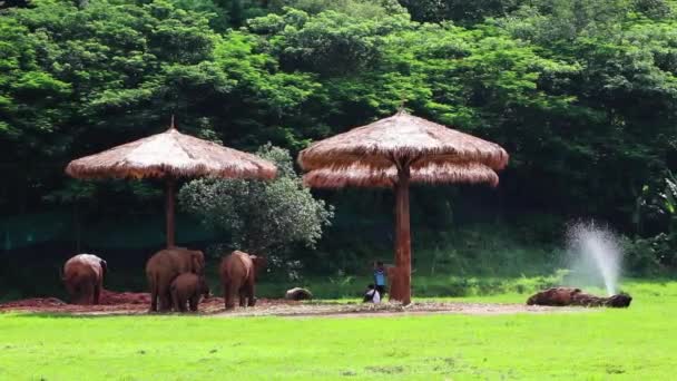 隣のトレーナーと畑にぶら下がっている草小屋の下に立っている象の家族と草の上に水を噴霧 — ストック動画