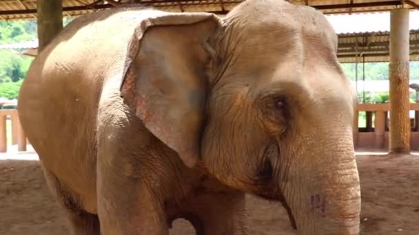 Közel Egy Nagy Elefánt Arcához Körülnéz Környéken — Stock videók