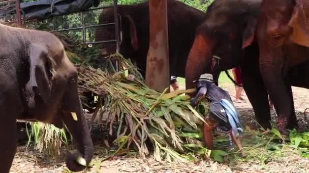 Elefantes Corriendo Para Conseguir Comida Mientras Entrenador Saca Remolque Cámara — Vídeo de stock