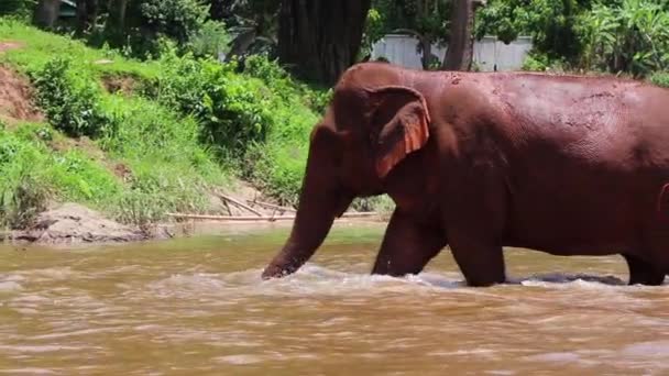 Olifant Die Door Rivier Loopt Zijn Slurf Optilt — Stockvideo