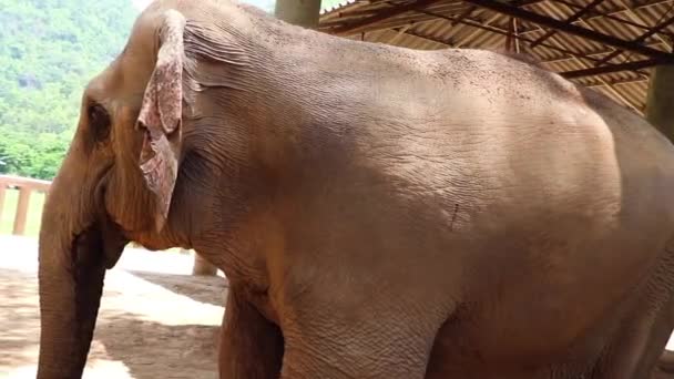 Fenséges Elefánt Körülnéz Miközben Csóválja Fülét — Stock videók