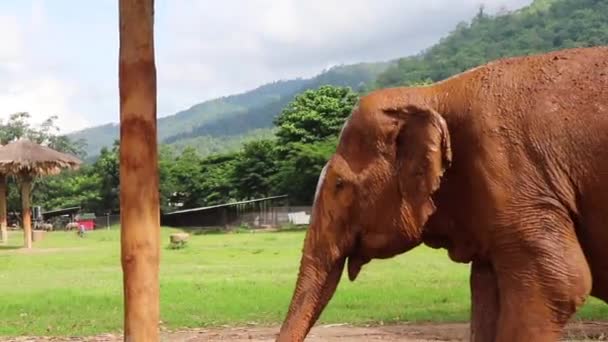 Oldalsó Felvétel Egy Nagy Elefántról Aki Lassítva Sétál Mellette — Stock videók