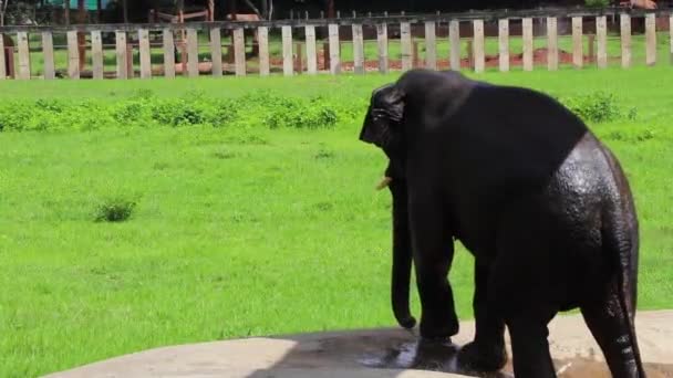 Elephant Walking Out Pool Fence — Stock Video