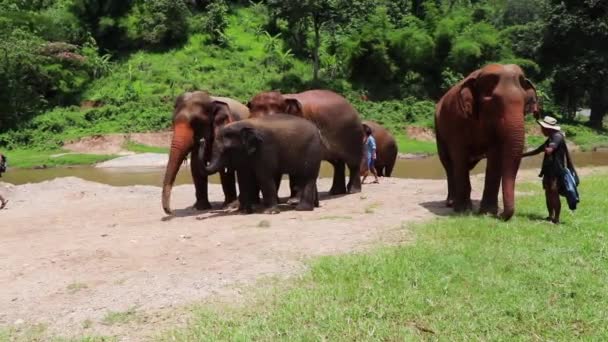 Слони Висіли Разом Біля Річки Повільному Русі Своїми Тренерами Поруч — стокове відео