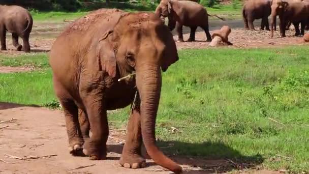 Elefante Caminando Lentamente Por Camino Hacia Cámara — Vídeos de Stock