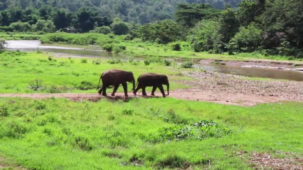 Elefant Läuft Allein Auf Einem Pfad Durch Ein Feld — Stockvideo