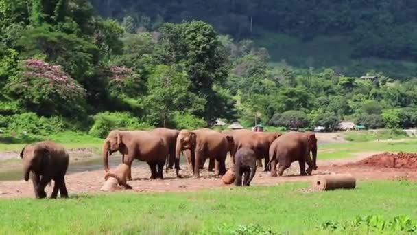 Słonie Stojące Obok Rzeki Podczas Gdy Inni Chodzą Dookoła — Wideo stockowe