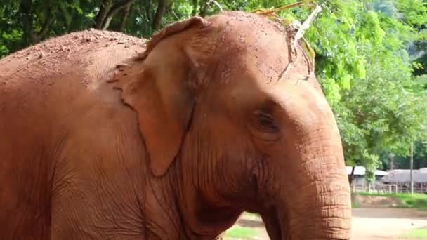 Primer Plano Cara Elefante Mientras Menea Sus Orejas — Vídeo de stock