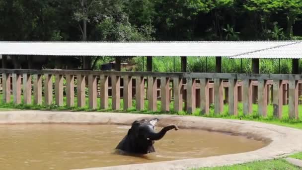 Elefant Vergnügt Sich Pool Und Rollt Wasser Herum — Stockvideo