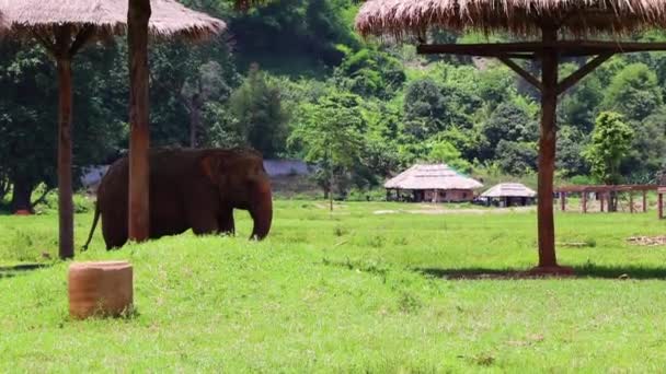 Elefante Pie Sombra Medio Del Campo — Vídeos de Stock