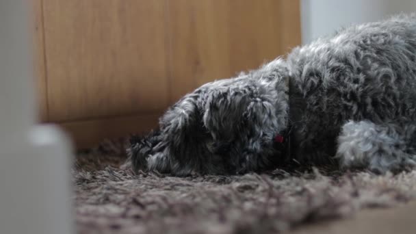Pies Śpi Przed Drzwiami — Wideo stockowe