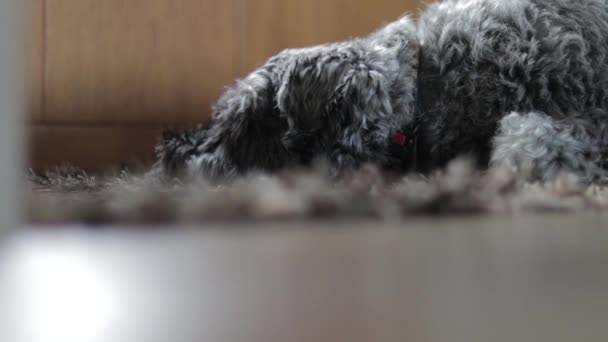 Cane Che Dorme Davanti Alla Porta — Video Stock