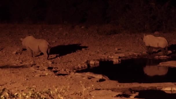Éjszakai Lövés Két Orrszarvú Elhagyja Víznyelőt Veszélyt Érzékelve Etosha Nemzeti — Stock videók