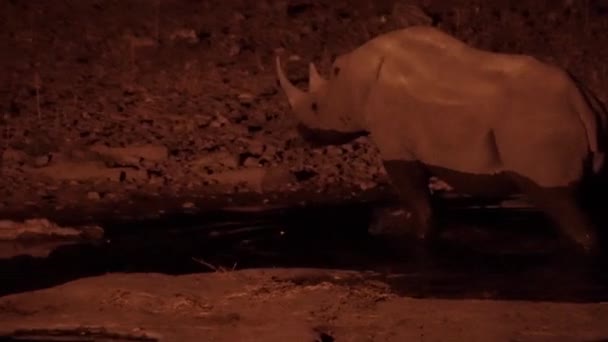 Toma Noche Rinoceronte Saliendo Del Abrevadero Detección Peligro Parque Nacional — Vídeo de stock