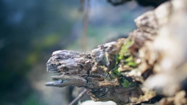 Tronco Árbol Dentado Junto Corriente Montaña Enfoque Tire — Vídeos de Stock