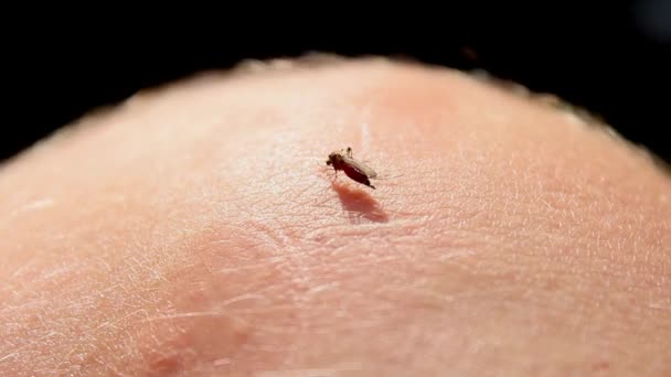 Mosquito Grande Chupando Sangre Humano — Vídeos de Stock