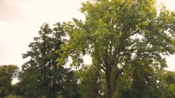Дерево Фокусе Проходя Мимо — стоковое видео