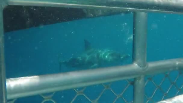 Gran Tiburón Blanco Persiguiendo Cebo Jaula Buceo Puerto Lincoln Sur — Vídeos de Stock