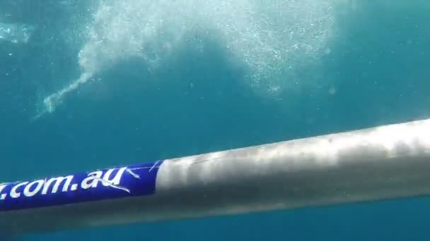 Velký Bílý Žralok Loví Návnadu Cage Dive Port Lincoln Jižní — Stock video