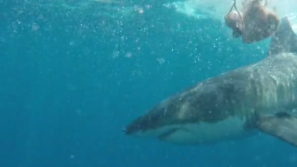 Velký Bílý Žralok Loví Návnadu Cage Dive Port Lincoln Jižní — Stock video