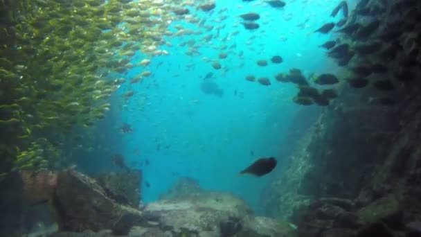 Fishrocks Grotte Entrée Peu Profonde Roches Sud Ouest Nouvelles Baleines — Video