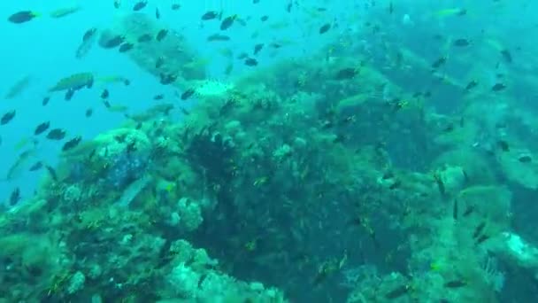 Hornissenschildkröte Kaut Auf Dem Schiffswrack Der Yongala Australien — Stockvideo