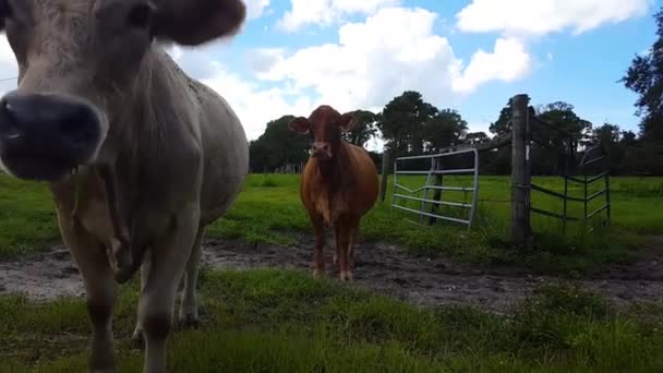 Friendly Cow Eating Some Grass Pasture — Stock Video