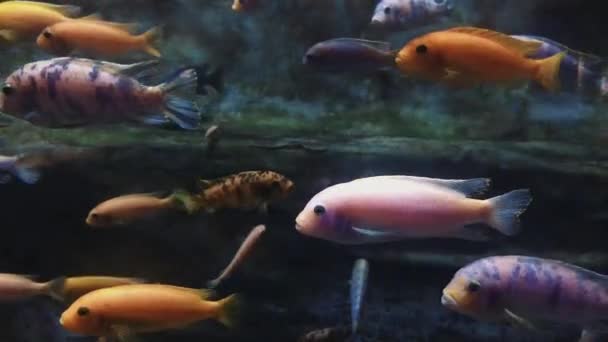 Afrikaanse Cichlide Vis Een Aquarium — Stockvideo