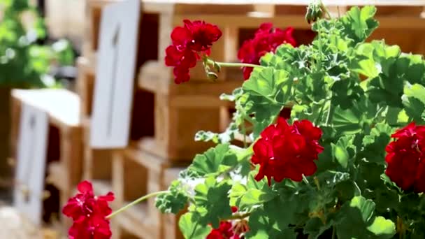 Dřevěné Pódium Květinami Boku — Stock video