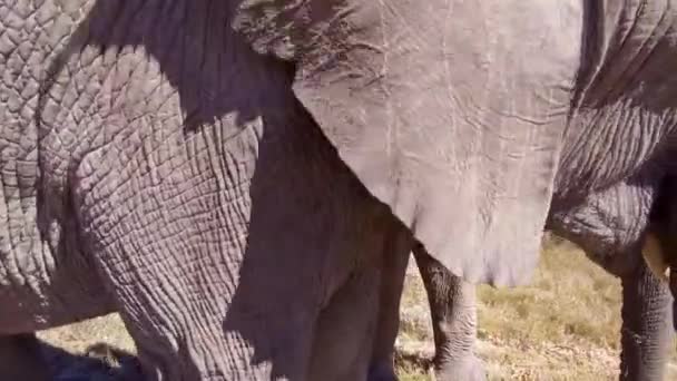 Закрыть Кадры Слонов Ушей Лиц Сторон — стоковое видео