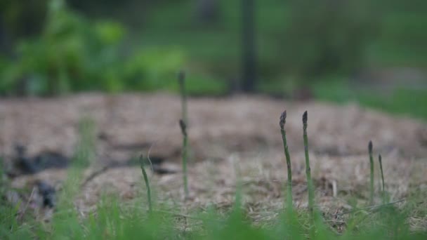 Domowe Szparagi Rabarbar Przyciąganie Ostrości — Wideo stockowe