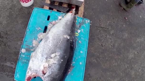 Tuna Fishing Tournament Close — Stock Video