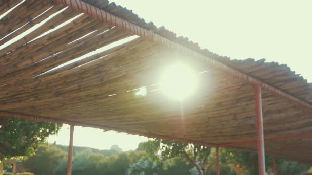 Bamboo canopy sunlight shining between gaps