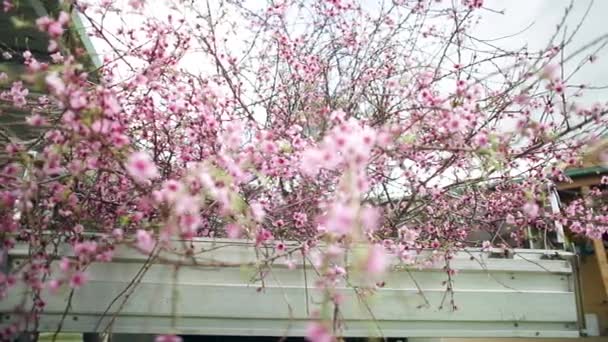 Árvore Nectarina Bonita Floração Cortada Pedaços Parte Trás Ute Para — Vídeo de Stock