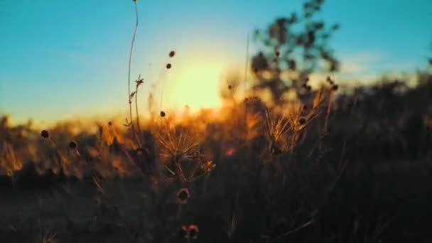 太陽の光で美しく照らされ 畑に吹く草の低い角度の眺めを通して輝く黄金の夕日 — ストック動画